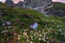 Mountain-flowers-under-Mt.-Mangart